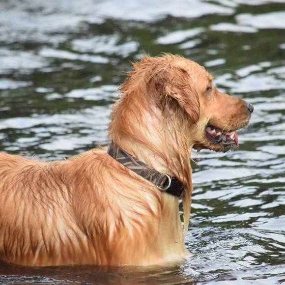 Meet your Posher, Andrew - Picture 1 of 1